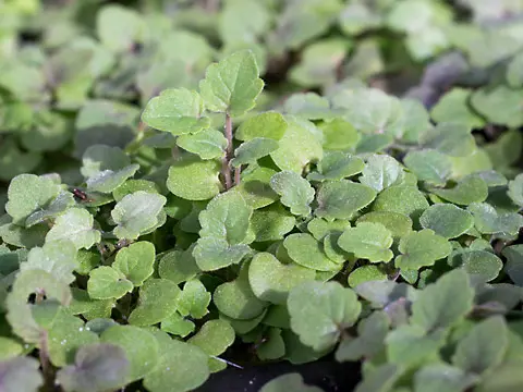 Anisagastache Sämlinge