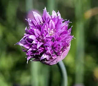 Schnittlauch Blüte