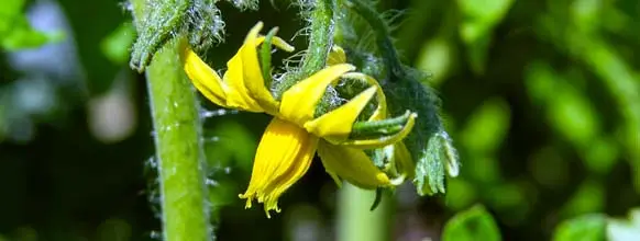 Tomaten Blüte