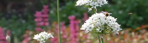 Käfer auf Blüte