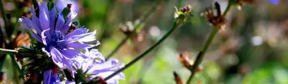 Wegwarte Blüten im Beet