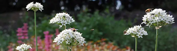 gelbe Blüten im Beet