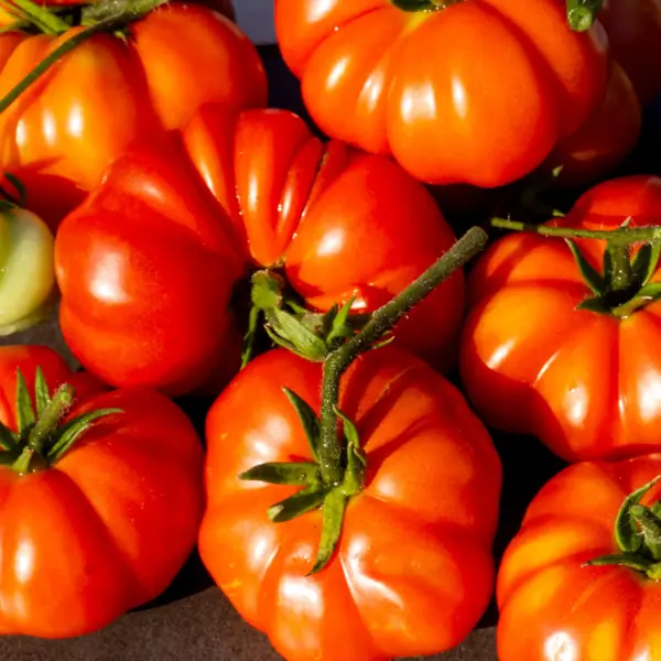 Tomate Costoluto Genovese