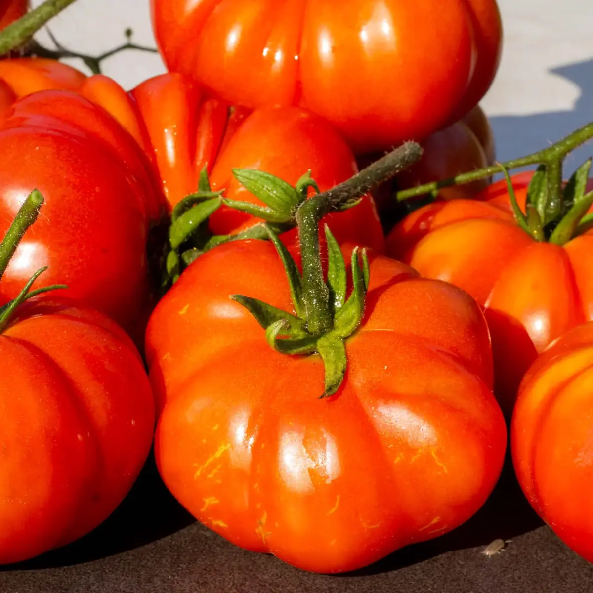 Tomate Costoluto Genovese