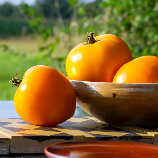 Tomate Earl of Edgecumbe