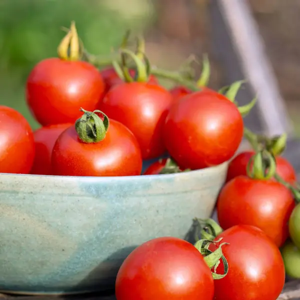 Tomate Gartenperle Früchte in Schale