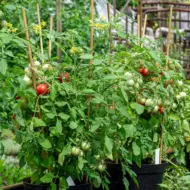 Pflanzen der Tomate Gartenperle